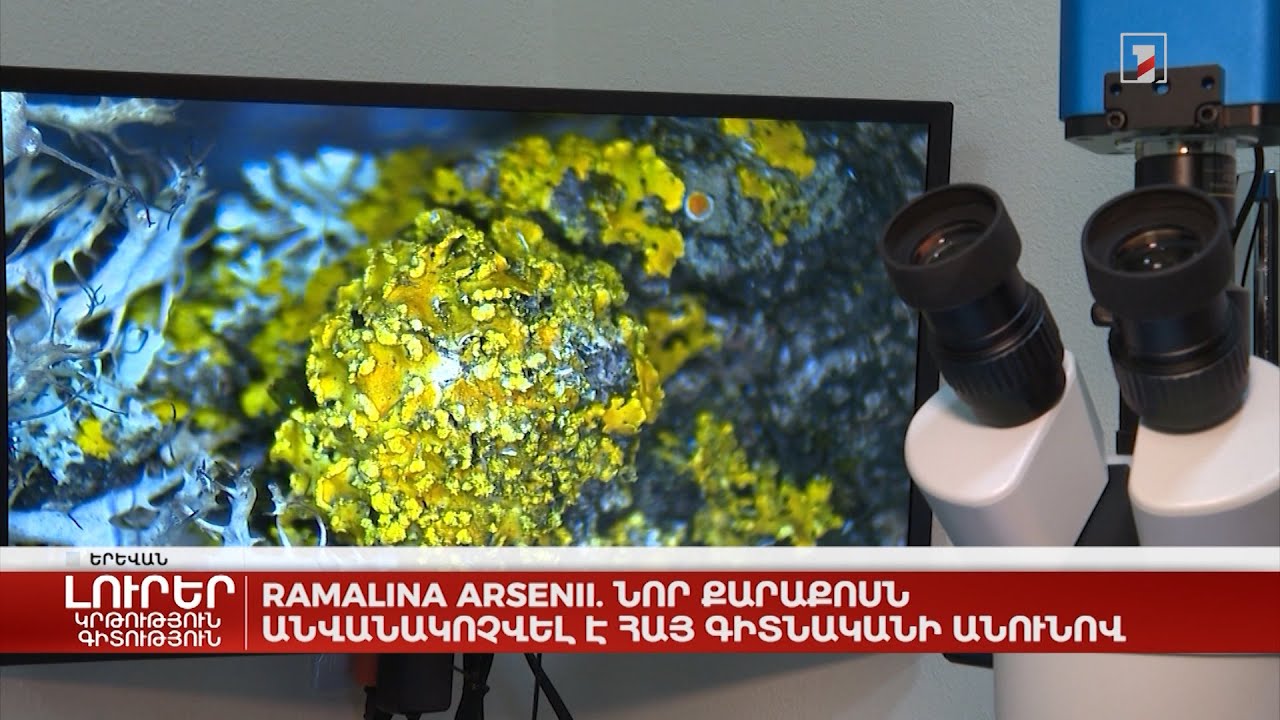 Ramalina Arsenii. նոր քարաքոսն անվանակոչվել է հայ գիտնականի անունով