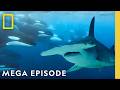 Sharks VS Orcas Dolphins More 2025 Sharkfest MEGA Episode National Geographic