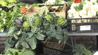 gelate-agricoltura-in-ginocchio-e-prezzi-alle-stelle