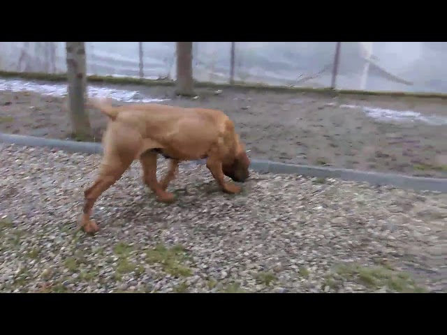 rascal pitbull kennels