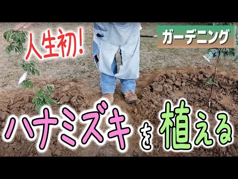 園芸 ハナミズキ