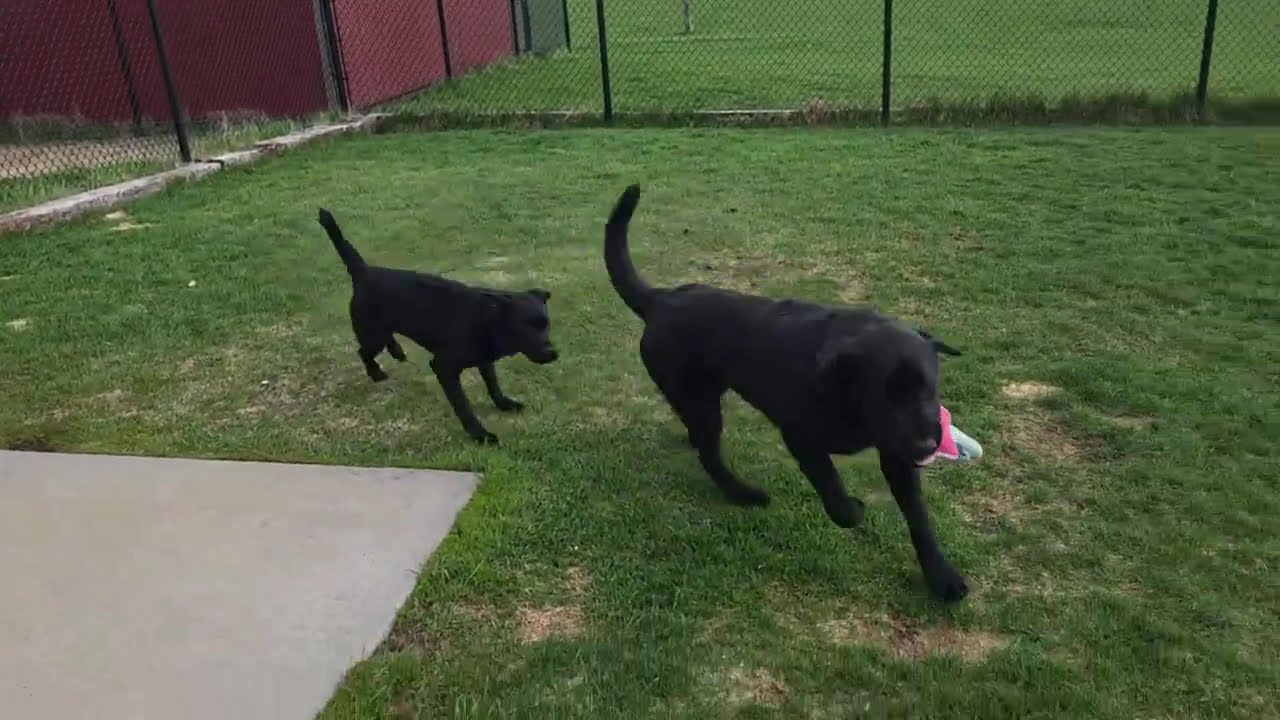Enlarge Elmo, an adoptable Mixed Breed in Marshfield, WI video 6/6