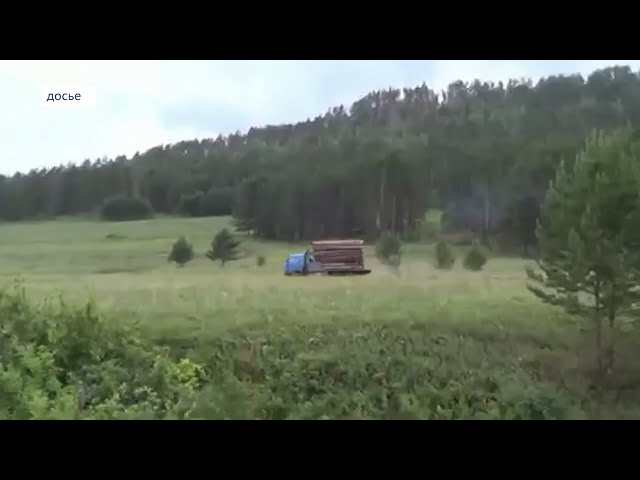 Чёрные лесорубы