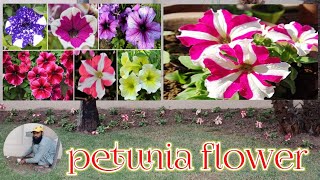 petunia flower // how to grow petunia flower in house garden 🏡