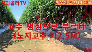 [고추재배] 사람들이 쉽게 믿질 않습니다.  600평에 5천근 이상