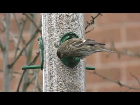 Redpoll and Siskin.