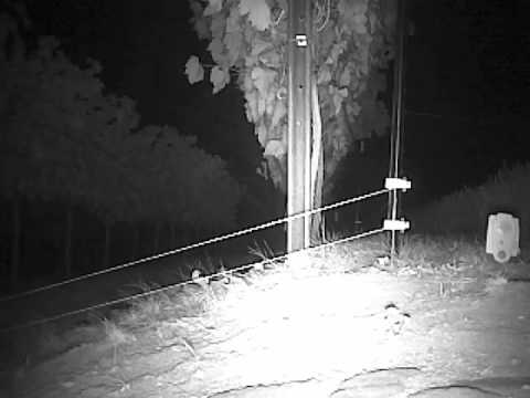 YouTube video about: Will bird netting keep raccoons out?