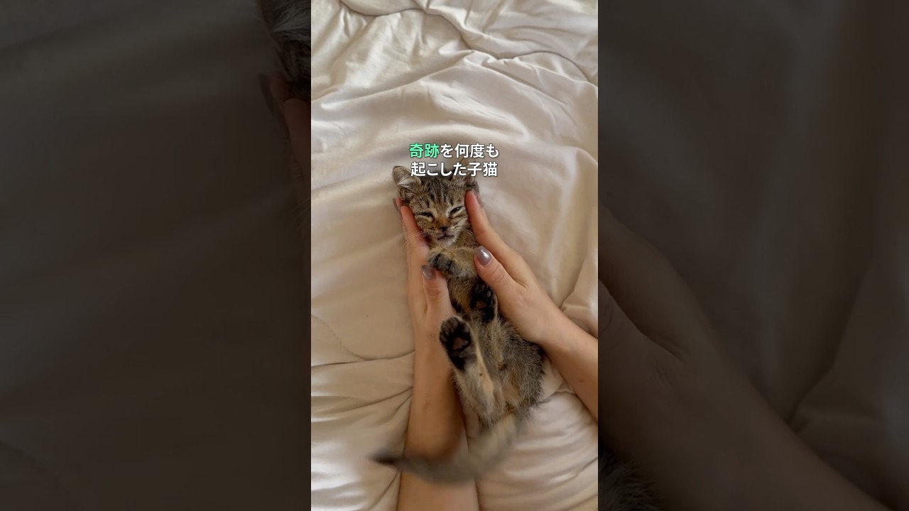奇跡を起こした子猫