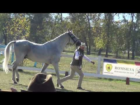 HERGHELIA BECLEAN-gazda 2023 LIPIZZAN INTERNATIONAL FEDERATION