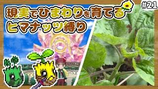 【ポケモンXY】ヒマナッツがひんしになったら『現実で向日葵を育てる縛り』#21