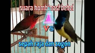 Download lagu suara kombinasi duo kolibri sepah raja vs sogon mp3