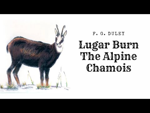 The Alpine Chamois F  G  Duley Lugar Burn, North Arm Lake Te Anau; 2005