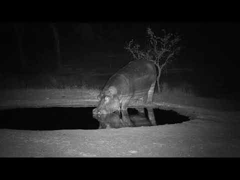 Djuma: Lone Hippo known as Steve - 00:54 - 11/16/19