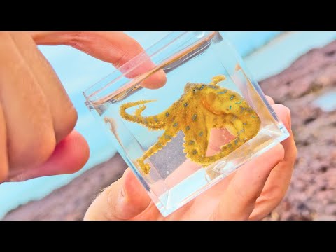 Az egyik legveszélyesebb csípés a kékgyűrűs poliptól | Brave Wilderness Magyar