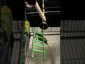 Talking Budgies Talking Parakeets Shorts Phoring