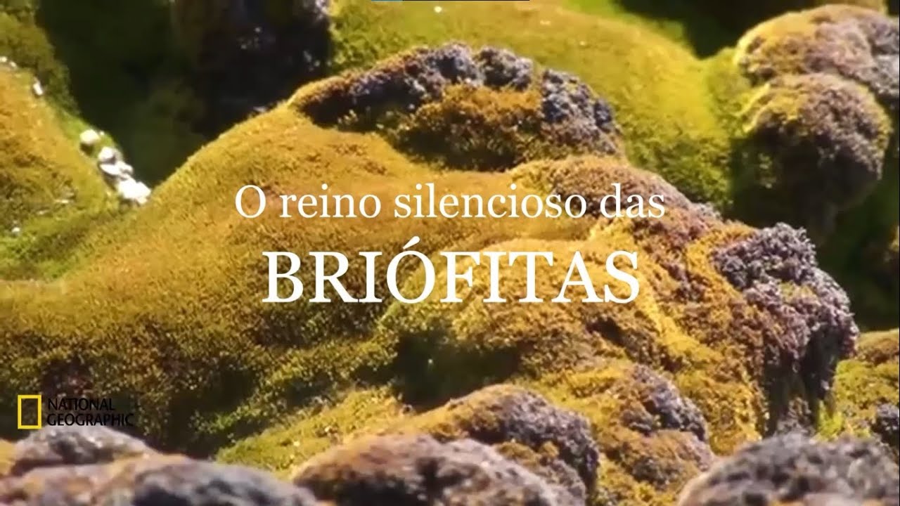 O reino silencioso das Briófitas