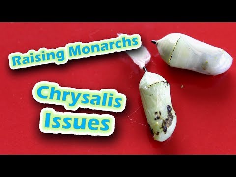 Raising Monarchs - Chrysalis Issues (Help The Monarch Butterfly)