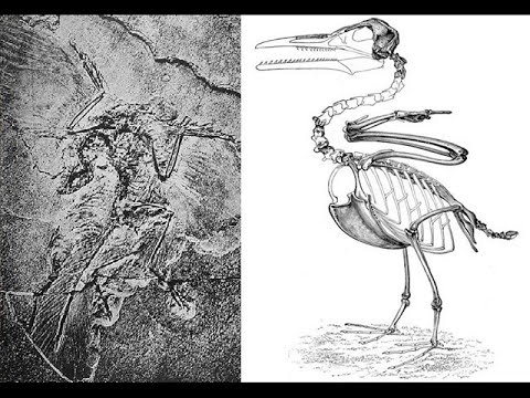 🐵 Birds Evolved From Dinosaurs 🐦