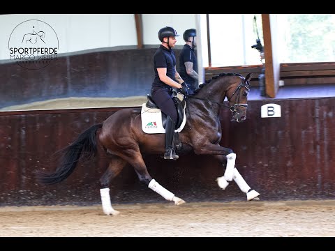 Stute von Farrell *2019