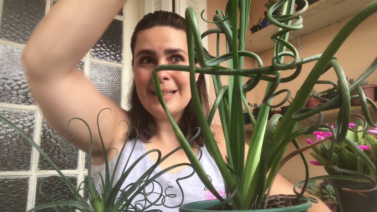Flores da Albuca spiralis