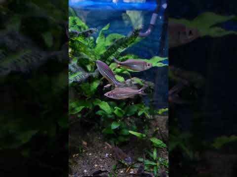 Giant Danio in Slow Mo