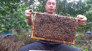 Dịch vụ diệt ong tại quận 3 – Công ty gỡ tổ ong giá rẻ TPHCM
