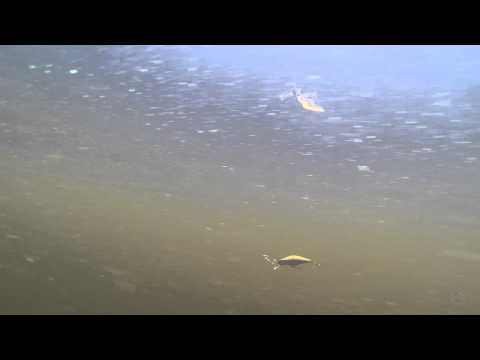 Jackson Qu-on Komachi 45F 4.5cm 2.5g KY