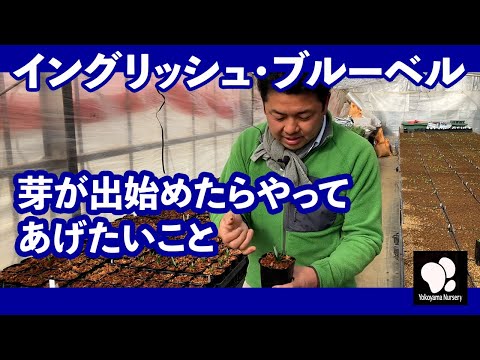 さまざまな種類の桔梗 2023