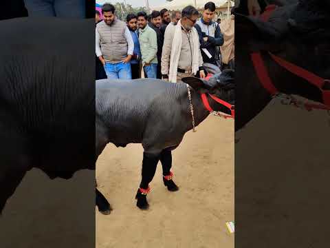 Top quality Murrha CAF 🐂🐂🐂#murrhabuffalo #murrabollcompetition #murrabrd #animals