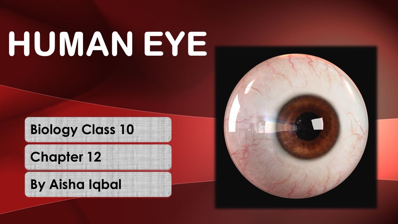 Human Eye