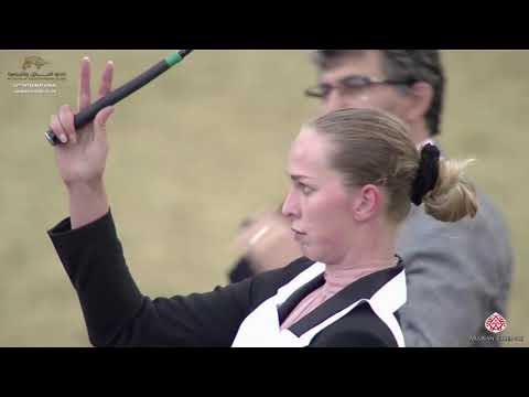 N 46 BAHI ALSAFINAT   29th Qatar Intl A H  Show 2020   2 Years Old Colts Class 2