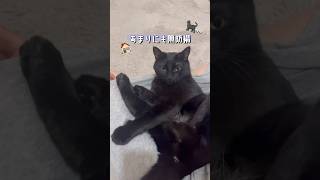 くつろぎ方が無防備すぎる猫