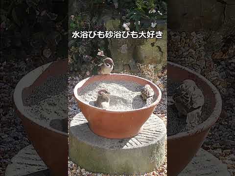 なぜ鶏や野鳥の餌箱に砂を入れるのでしょうか？  庭園