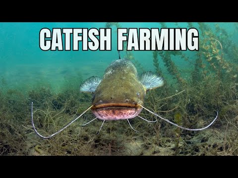, title : 'Catfish Farming For Beginners - Farm with Catfish'