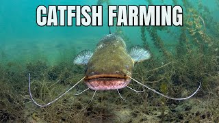 Catfish Farming For Beginners - Farm with Catfish