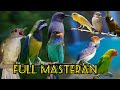 Suara Burung Masteran Terlengkap