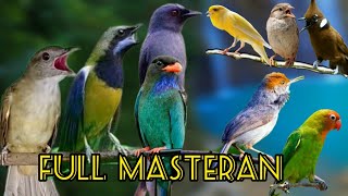 Download lagu suara burung masteran terlengkap !! mp3 Download lagu suara burung masteran terlengkap !! mp3