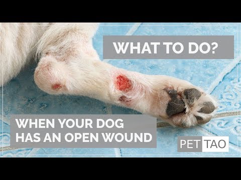 Treating Open Wounds on Your Dog - PET | TAO Holistic Pet Products