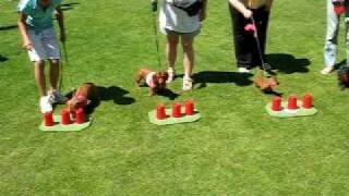 Wiener Shell Game