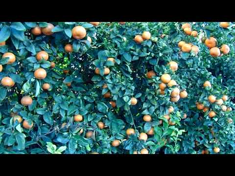 download lagu mp3 mp4 Cuties Sites, download lagu Cuties Sites gratis, unduh video klip Cuties Sites