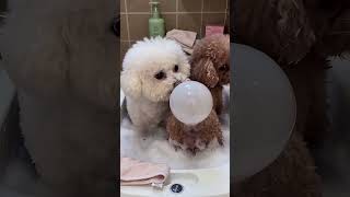 コレハアカン