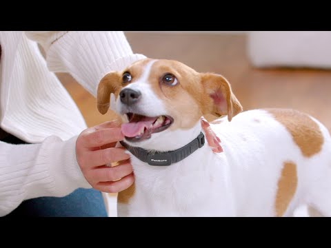 NanoBark™ Collar -  Features & Benefits