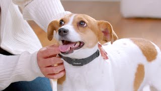 PetSafe NanoBark Collar - Features & Benefits