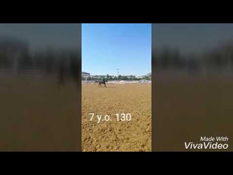 Flat work gp horse in Al Shaqab, Qatar