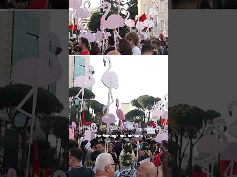 Why Flamingos are the symbol of protests in Albania