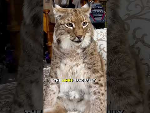 The unlikely bond between a family and a rescued lynx #animals #shortsvideo #lynx