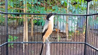 Download lagu CENDET GACOR ISIAN GEREJA TARUNG PANJANG sambung TEMBAKAN RAPAT mp3 Download lagu CENDET GACOR ISIAN GEREJA TARUNG PANJANG sambung TEMBAKAN RAPAT mp3