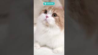 A cute cat that brings happiness and smiles😻😻　幸せと笑顔を呼び込むかわいい猫ちゃん　#shorts #short #cat