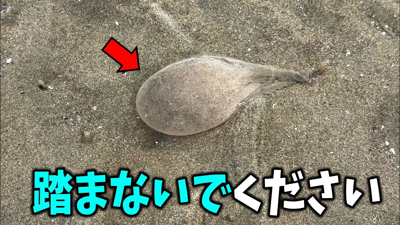 干潟で見つけた風船みたいなものの正体