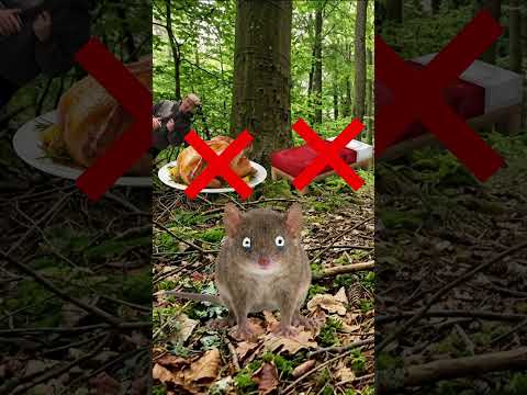 3 Männliche Tiere mit dem Schlimmsten Liebesleben  #tiere #facts #fakten #deutsch